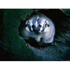  North American Badger (Melinae) in Captivity, Toronto Zoo 