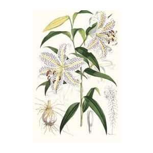   Lilium Auratum   Artist Elwes  Poster Size 21 X 14