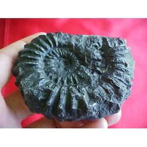  Zs2401 Gemqz Black Ammonite Fossil X large 