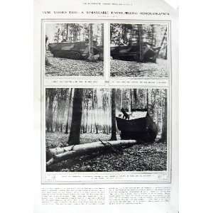  1917 FRENCH WAR TANK TREE FELLING SOLDIERS CADORNA