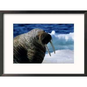  Walrus, Sunbathing, Nunavut, Canada Framed Photographic 