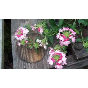  5 Starter Plants Pink Verbena Trailing Spreading Patio 