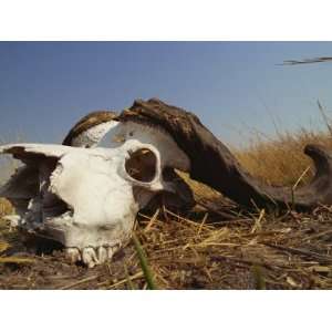  Skull of Cape Buffalo, Kruger National Park, South Africa 