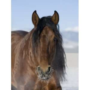  Bay Andalusian Stallion, with Hairs on Nose Frozen 