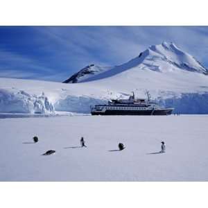 , Gentoo Penguins and Cruise Ship Clipper Adventurer, Antarctica 