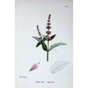   Botany Plants C1902 Spear Mint Mentha Viridis Flowers