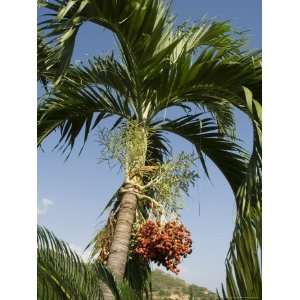  Fruit on Palm Tree, Nicoya Pennisula, Costa Rica, Central 
