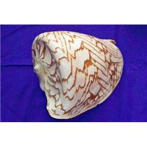 Cymbiola Nobilis Seashell Noble Volute 5 6 approx 2lb  