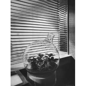 Planter in Modern Glass Tower window Designed by Frank Lloyd Wright 