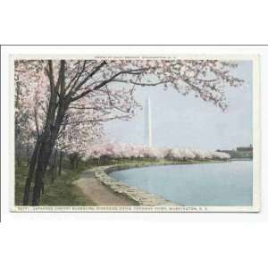  Reprint Japanese Cherry Blossoms, River. Dr. , Potomac 