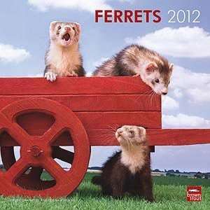  2012 Ferrets Calendar