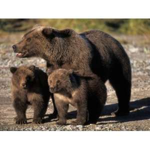 Brown Bear Sow with Cubs Looking for Fish, Katmai National Park 