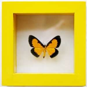  Framed Real Black Orange Moth Mounted in Yellow Display 