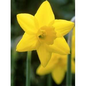  Narcissus, Sweetness (Daffodil), Joniquilla and Apodanthus 