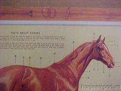 Sam Savitt Guide to Horses Chart/Poster Horse Facts New  