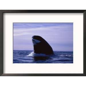  A Bowhead Whale, Also Known as a Greenland Right Whale 