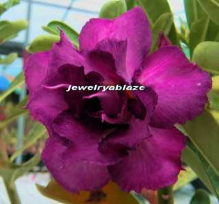 Adenium Obesum Desret Rose Double_violet 50 Seeds   