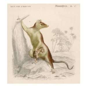  Opossum Didelphis with its Young in its Pouch Giclee 