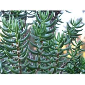  Crassula Tetragona or mini pine tree 