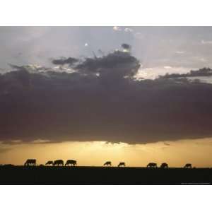  Grazing Cattle Silhouetted against Sunrise Sky National 