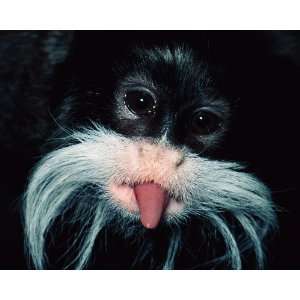   Geographic, Funny Tamarin, 8 x 10 Poster Print