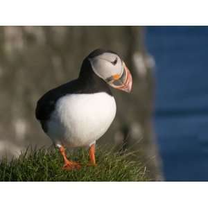  Puffin (Fratercula Arctica) on Cliffs of Latrabjarg 