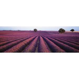  Lavender Field, Fragrant Flowers, Valensole, Provence 