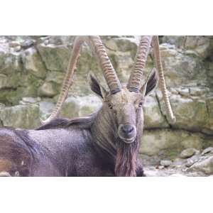  Ibex Taxidermy Photo Reference CD