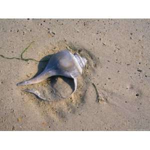  A Conch Shell Lies in the Sand National Geographic 