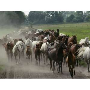  Purebred Arabian Horses Raised at a Stud Farm Photographic 