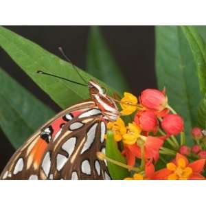 Gulf Fritillary Butterfly on Milkweed Flowers, Florida Photographic 