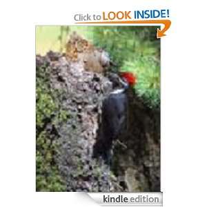 The Woodpecker Mark J Hebert  Kindle Store