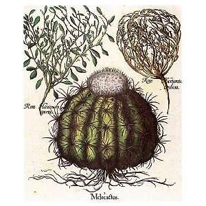 Poster Print   Melocactus Besler Botanicals   Artist Basilius Besler 