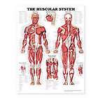 The Muscular System Anatomical Chart by Anatomical Chart Company (2002 