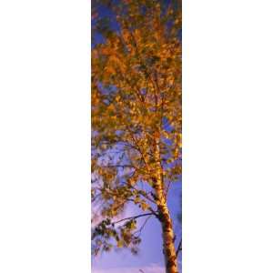  Birch Tree, Joutseno, Southern Finland, South Karelia, Finland 