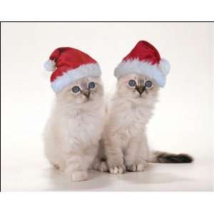  Birman Cat   Kittens wearing Christmas hats Photographic 