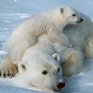   Polar bear with cub Bear Lovers Fridge Magnets Toys & Games