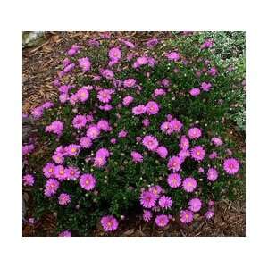  Aster novi belgii Alert   New York Aster Patio, Lawn 