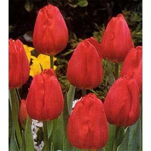  Hollandia Red 36 Tulip Bulbs   JUMBO PACK   BEST BUY 
