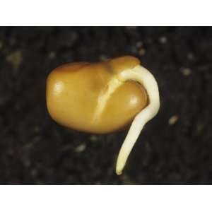  Germinating Broad Bean Seed with the Root Emerging (Vicia 