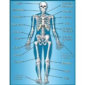  17 Pack TEACHER CREATED RESOURCES SKELETON CHART 