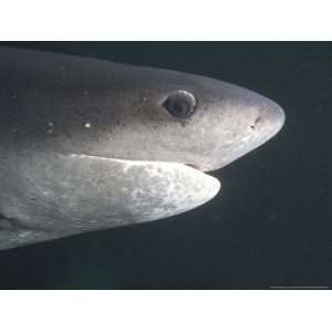 Spotted Sevengill Cow Shark, False Bay, Atlantic Ocean Photographic 