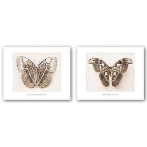  Attacus Atlas and Stichopthalma Louisa Set by Raquel 