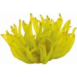  Atlantic Anemone Yellow