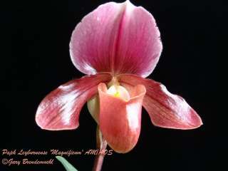 paph hirsutissimum wakefield hcc aos awarded variety with deep colors