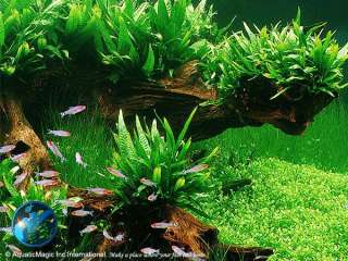 Aquatic Magic   Aquarium Plants, Moss, Pots, Aquarium Fish, Prawns and 