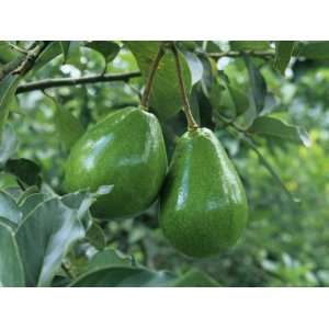  Avocado Fruits on the Tree (Persea Americana) Photographic 