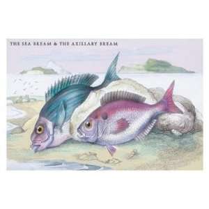   The Sea Bream and the Axillary Bream 20x30 poster