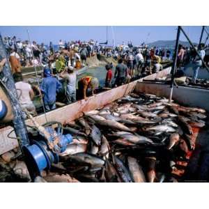 Tuna Fish Catch, Favignana Island, Egadi Islands, Sicily, Italy 