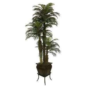 Sago Palm 